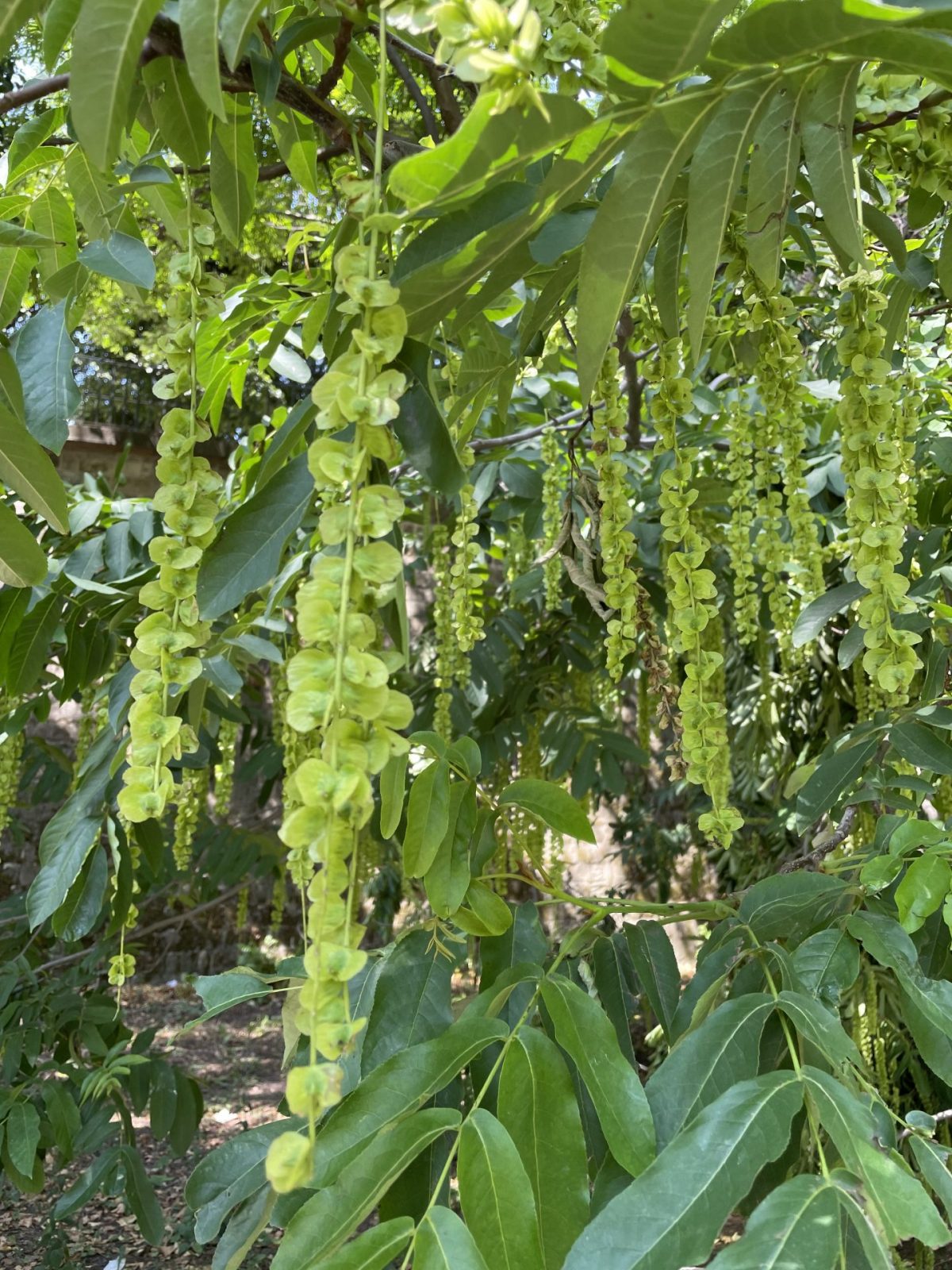 35987102-A16A-489F-AA0A-ED3250A5CCFA