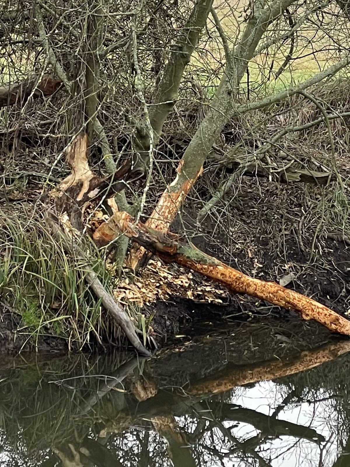 35FC2368-6EAC-42E6-9E9C-44CBDA4DAAE6