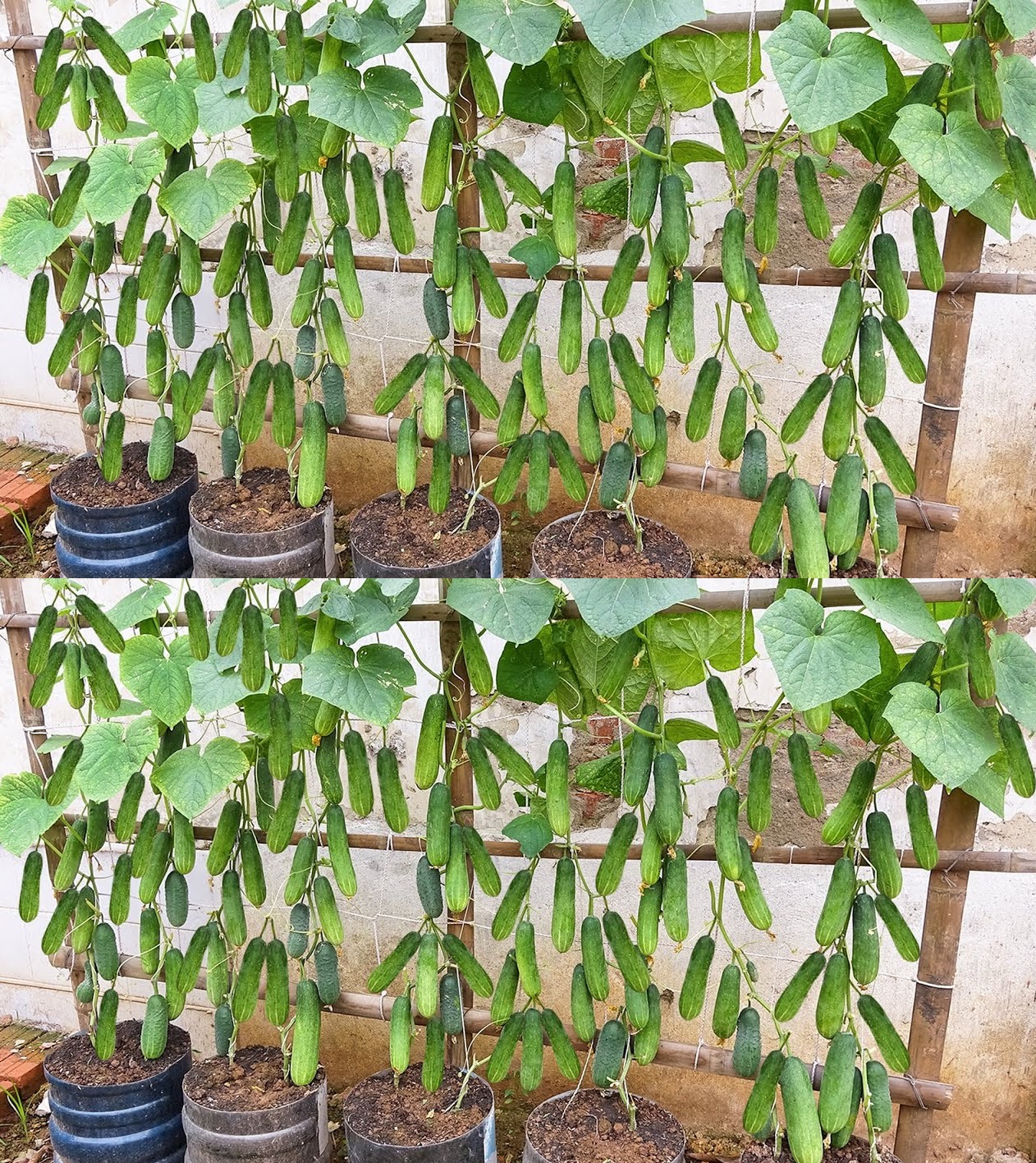 361098187_242375508741766_3869324540228951505_n