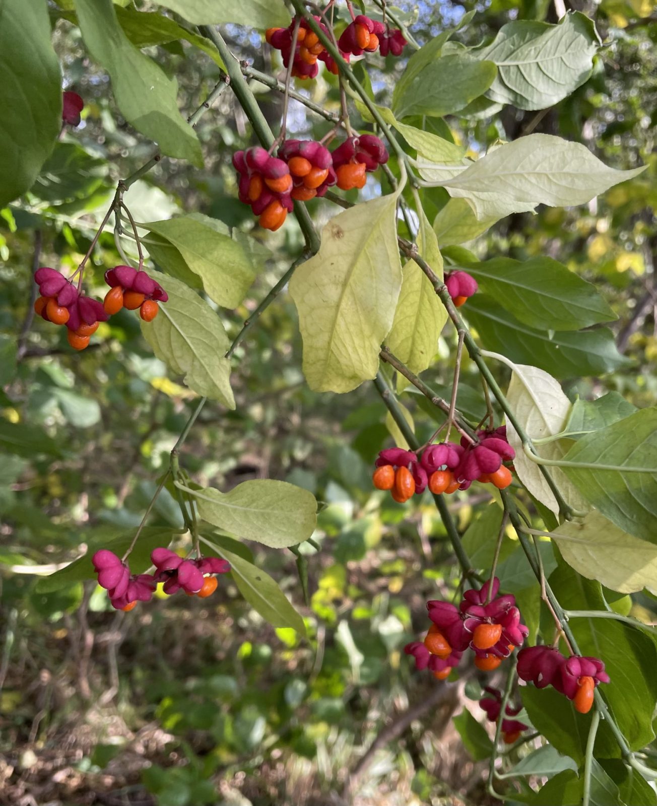 3642BBD9-4CE8-4D28-AC1F-00CB23473F86