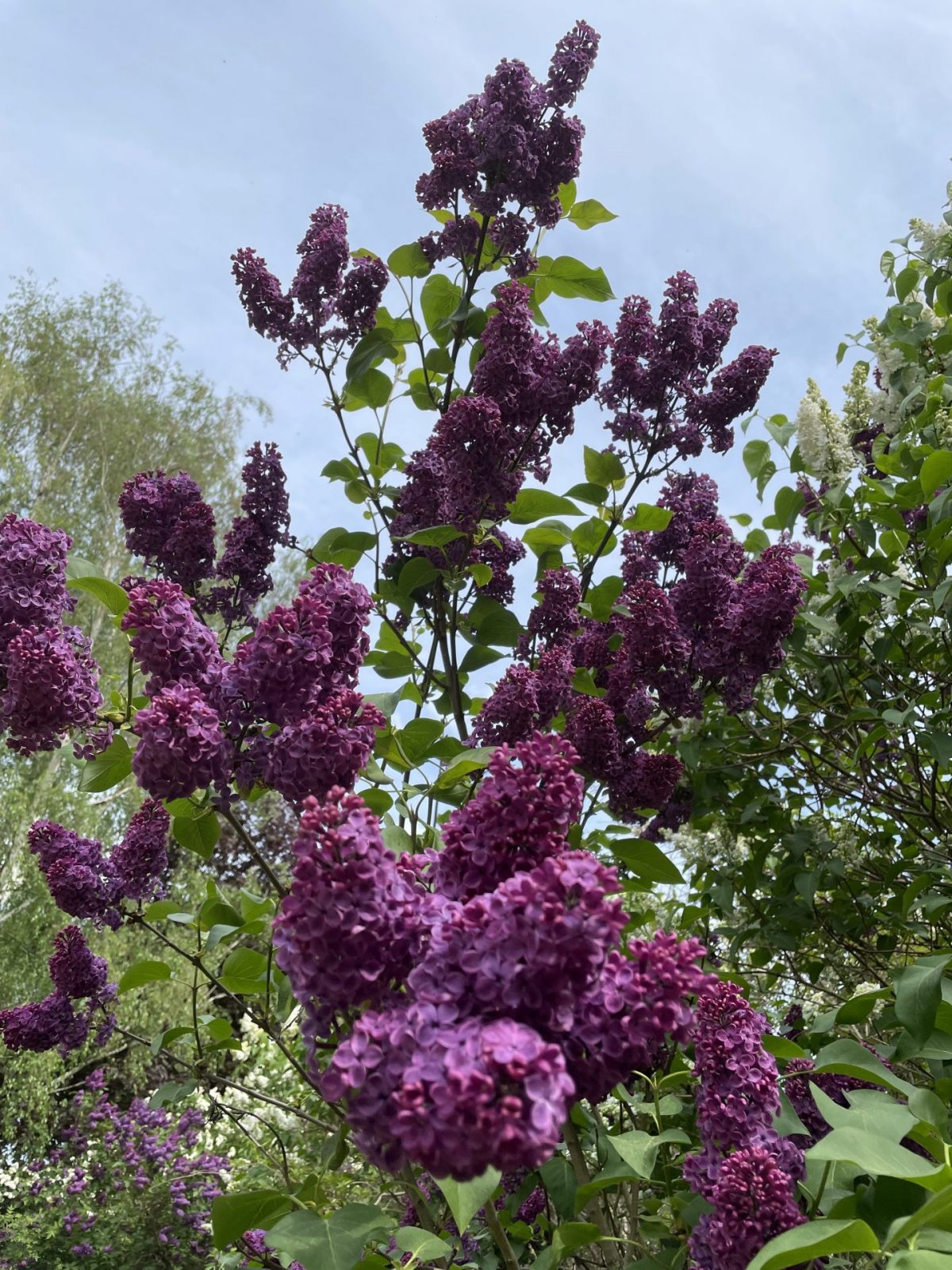 36BB4B0C-7A09-446B-957C-B383890DEAFA