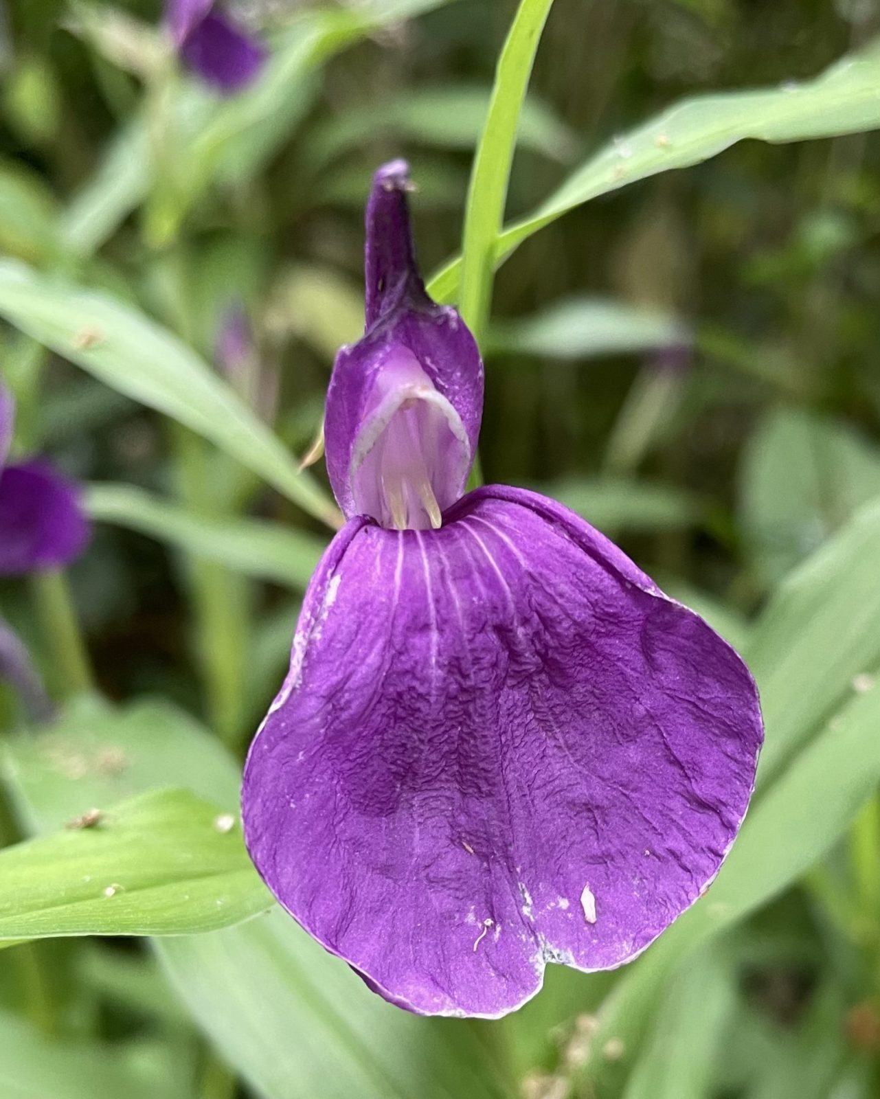 36FC81FD-6146-4AC7-826D-476C15C7F4EA