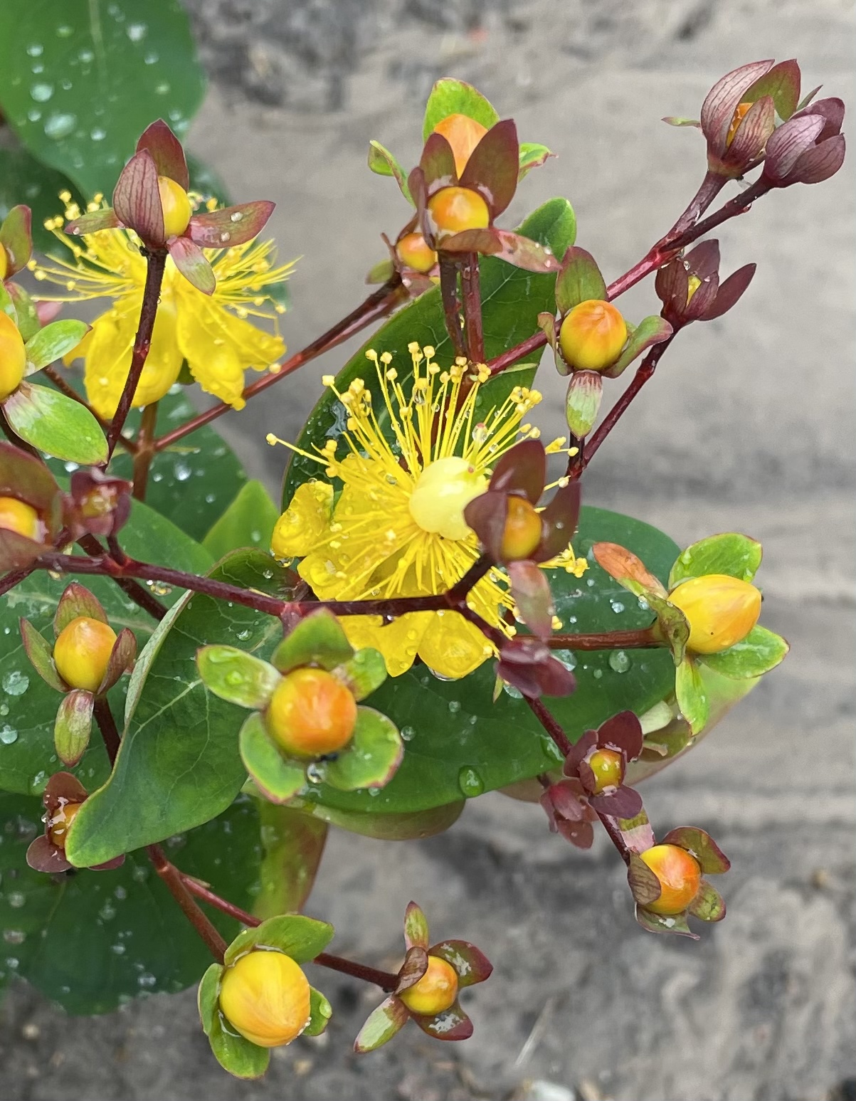 3733FED8-D198-459F-898A-9B0FA650768A