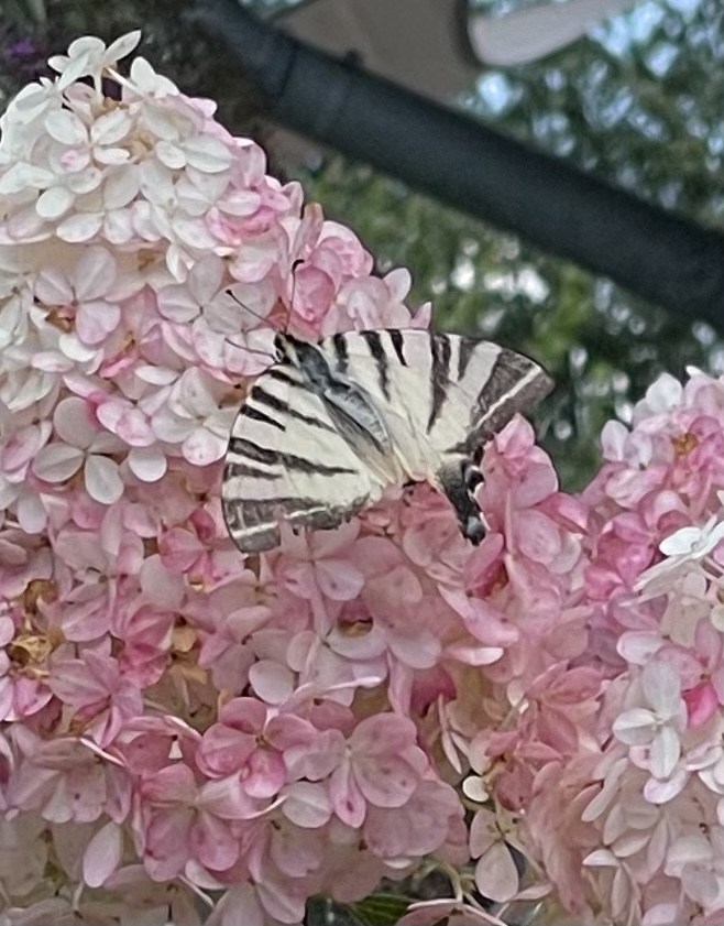 37952577-72DD-4FB6-9F4F-81A961241B29