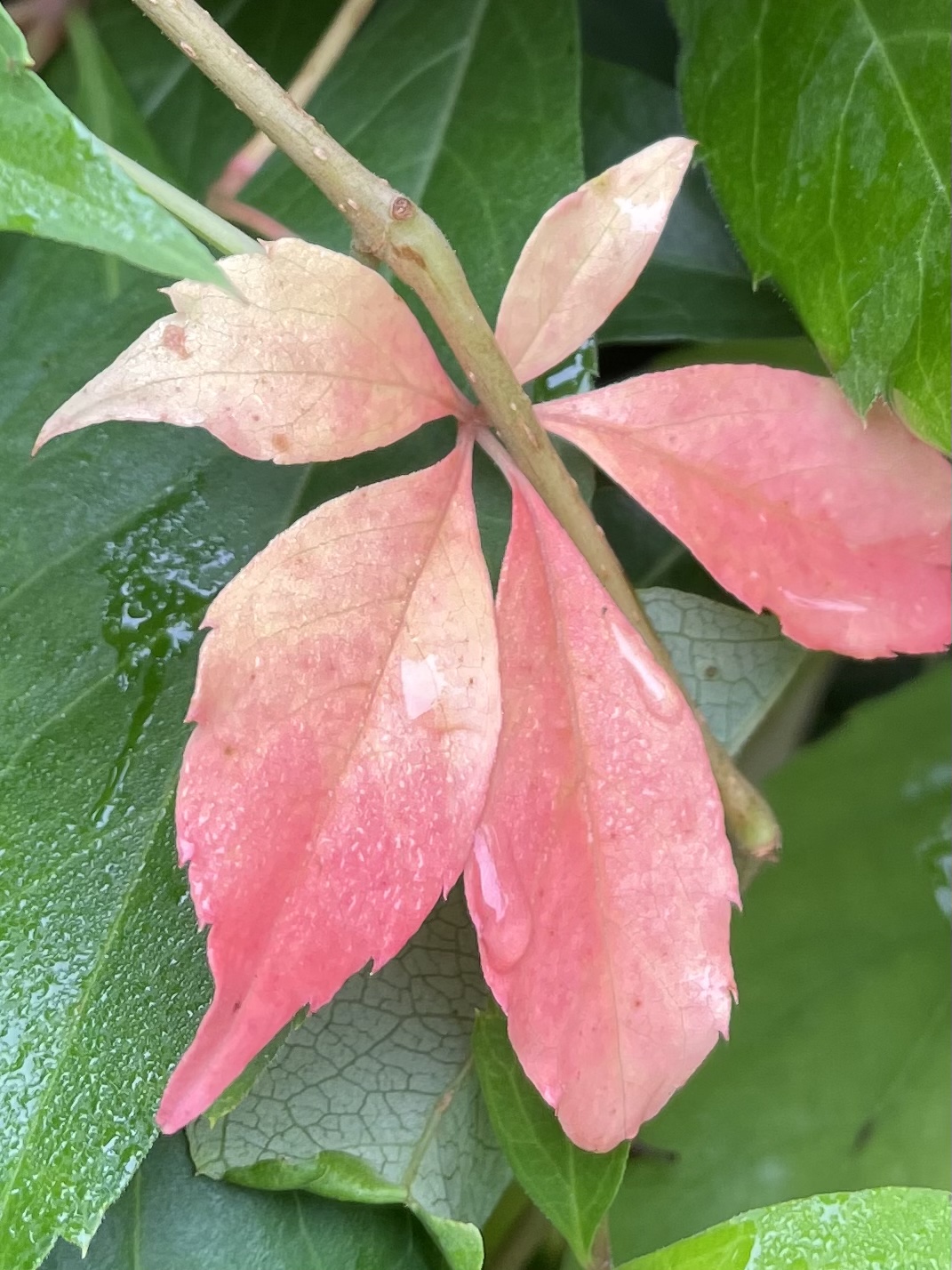 37A75EA7-BA9E-4C69-969D-881043356E24