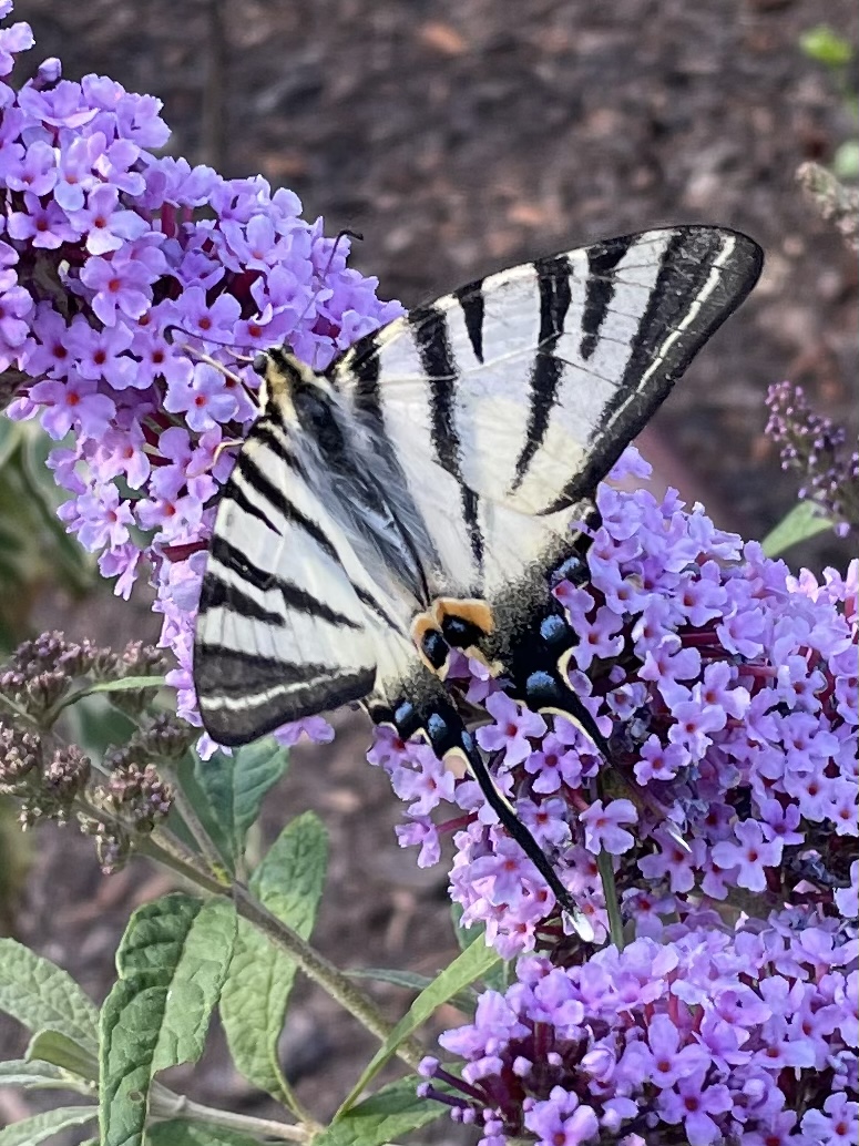 37B2854F-267B-47AD-B65C-6F305894032B