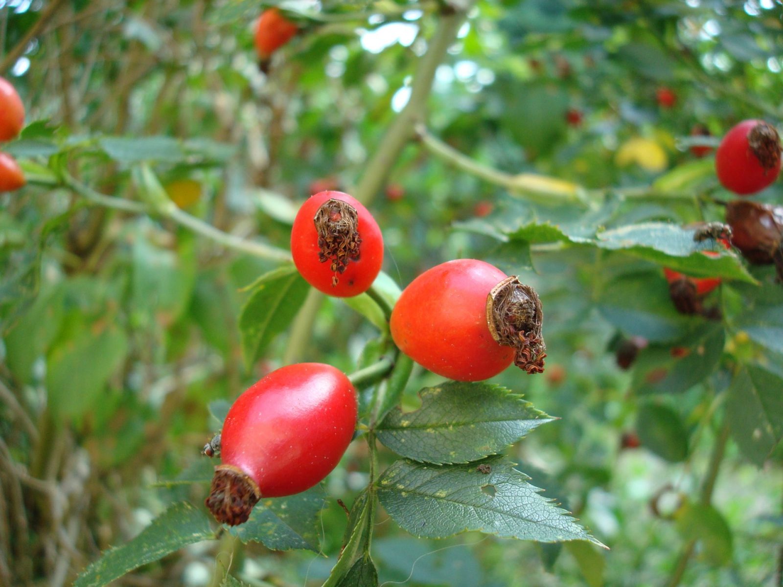 38700EA9-A8FE-4521-8DFA-A3A9BD7D805F