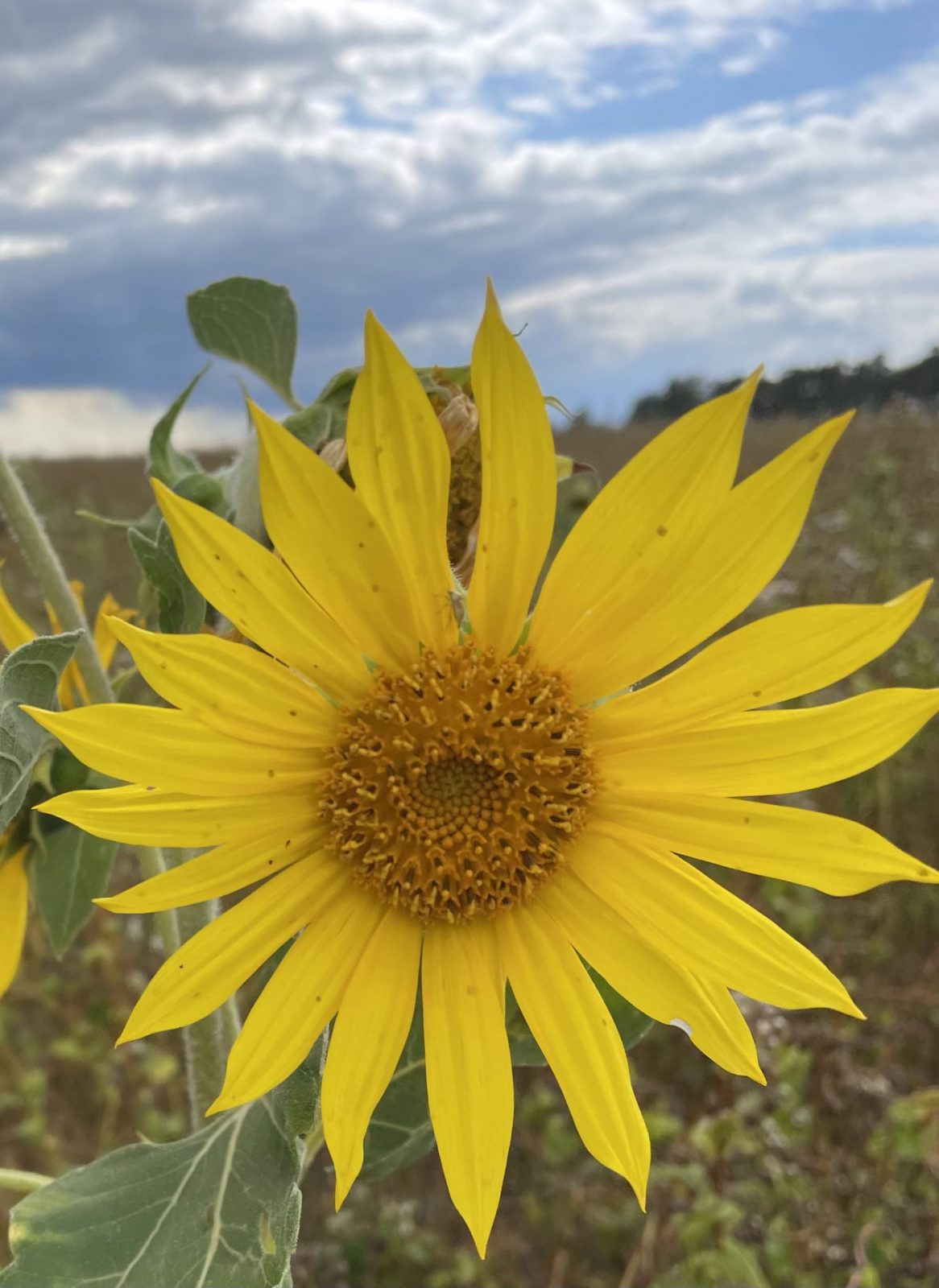 38CFE19C-CD64-44DA-8B96-B00D04B239AC