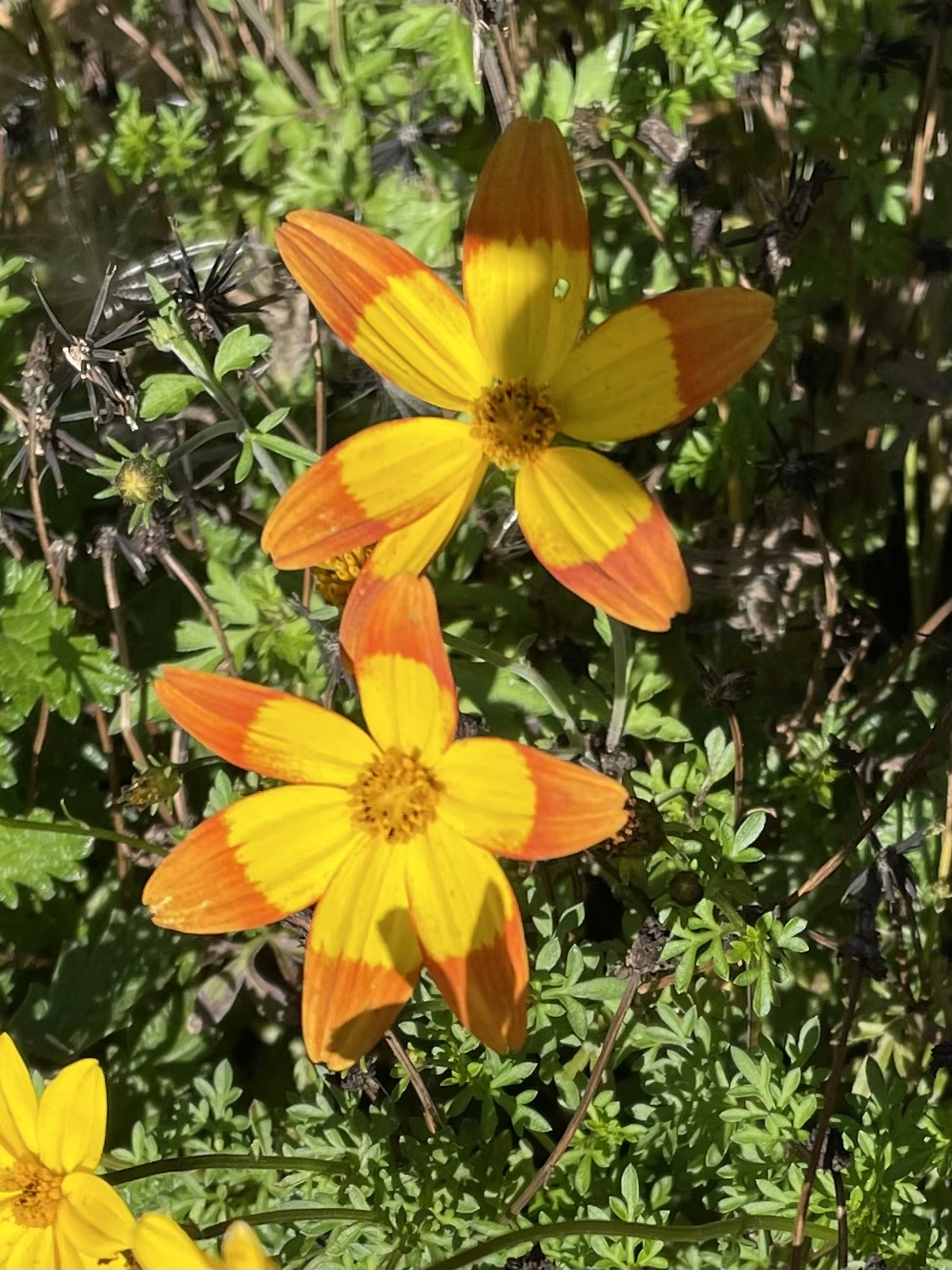 3A3749EC-B081-48C3-8CCA-B235112E687F