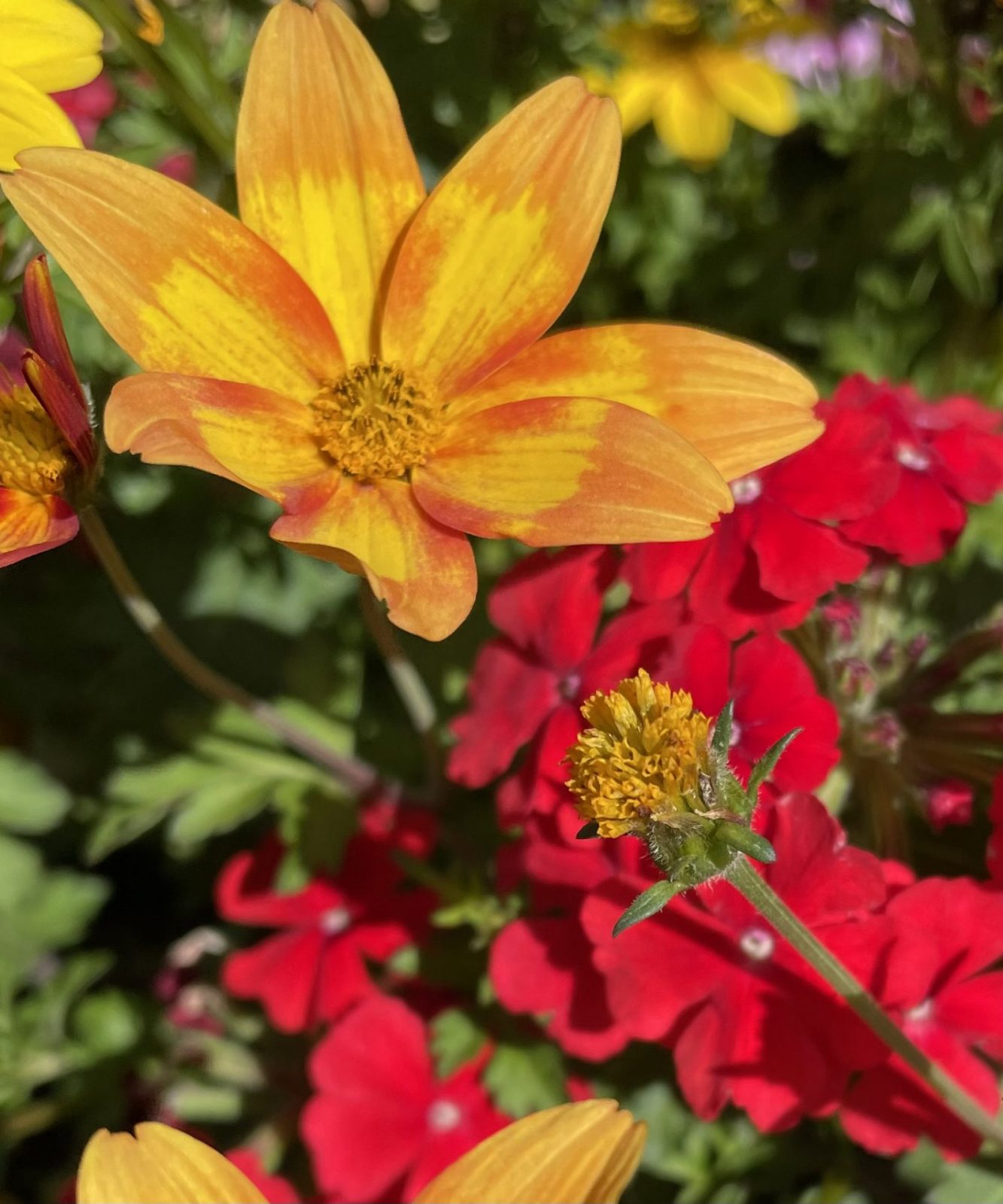 3A3FC468-66FD-4A31-B6F2-2CC8A03EA3FA