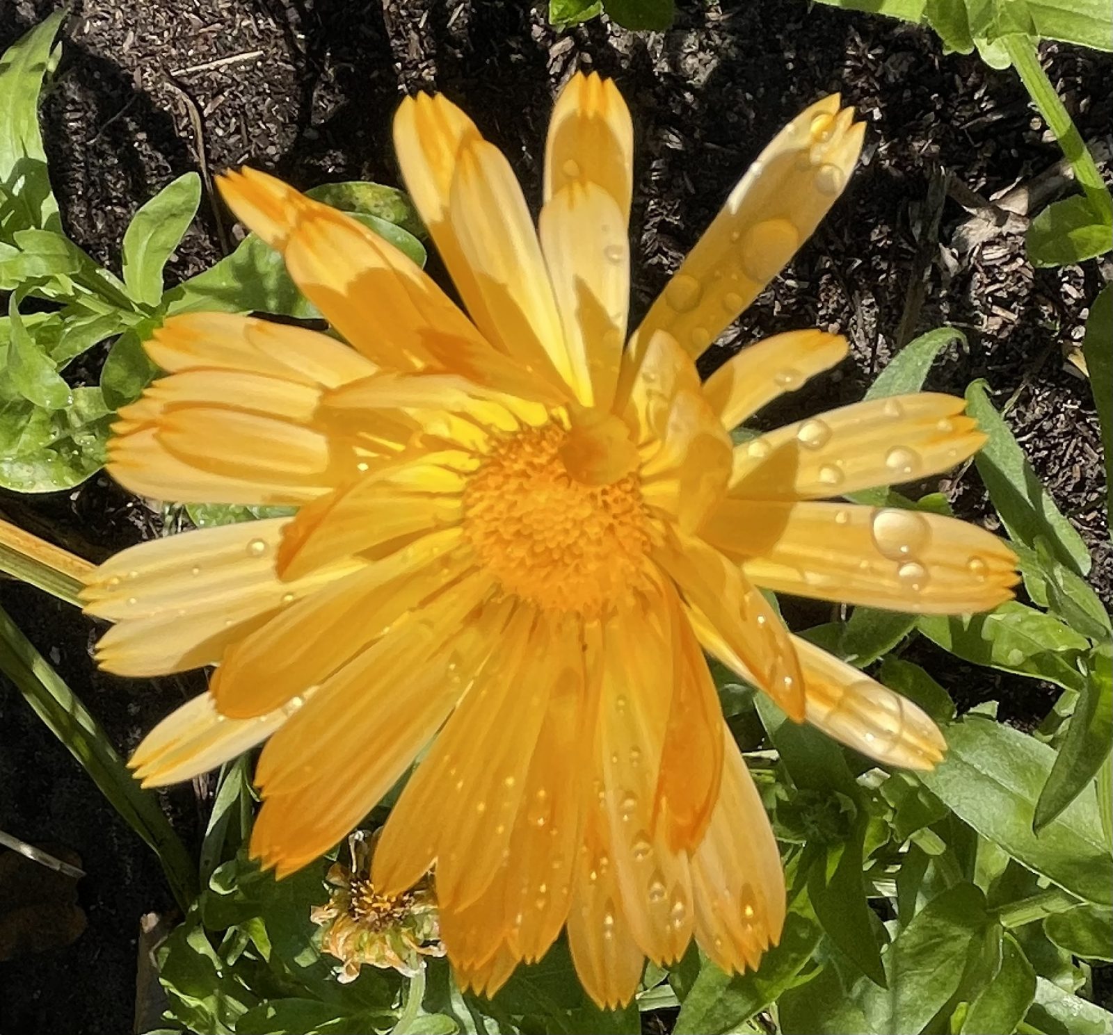 3A4DF5A4-A0A3-42A9-8ACB-1C6A36A01D13