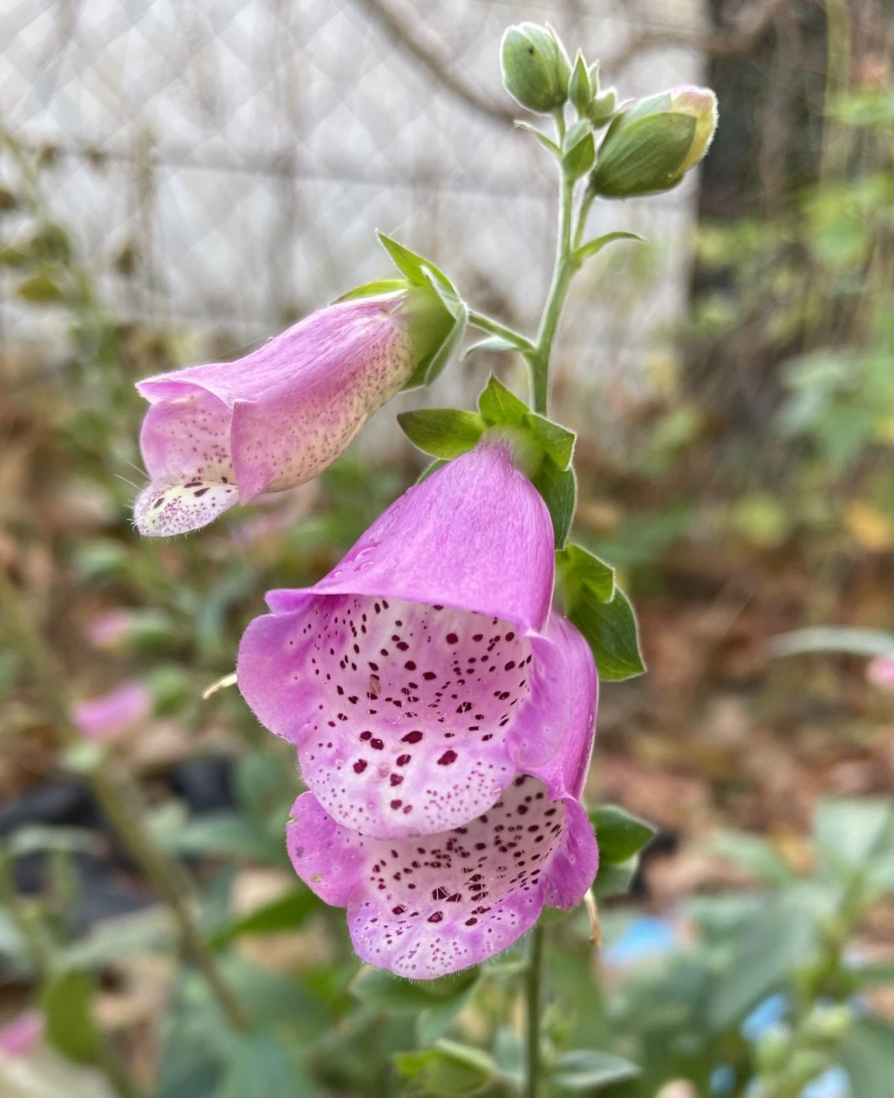 3ACE7512-E7AA-4E87-BEF9-5A1B1D2A7F24