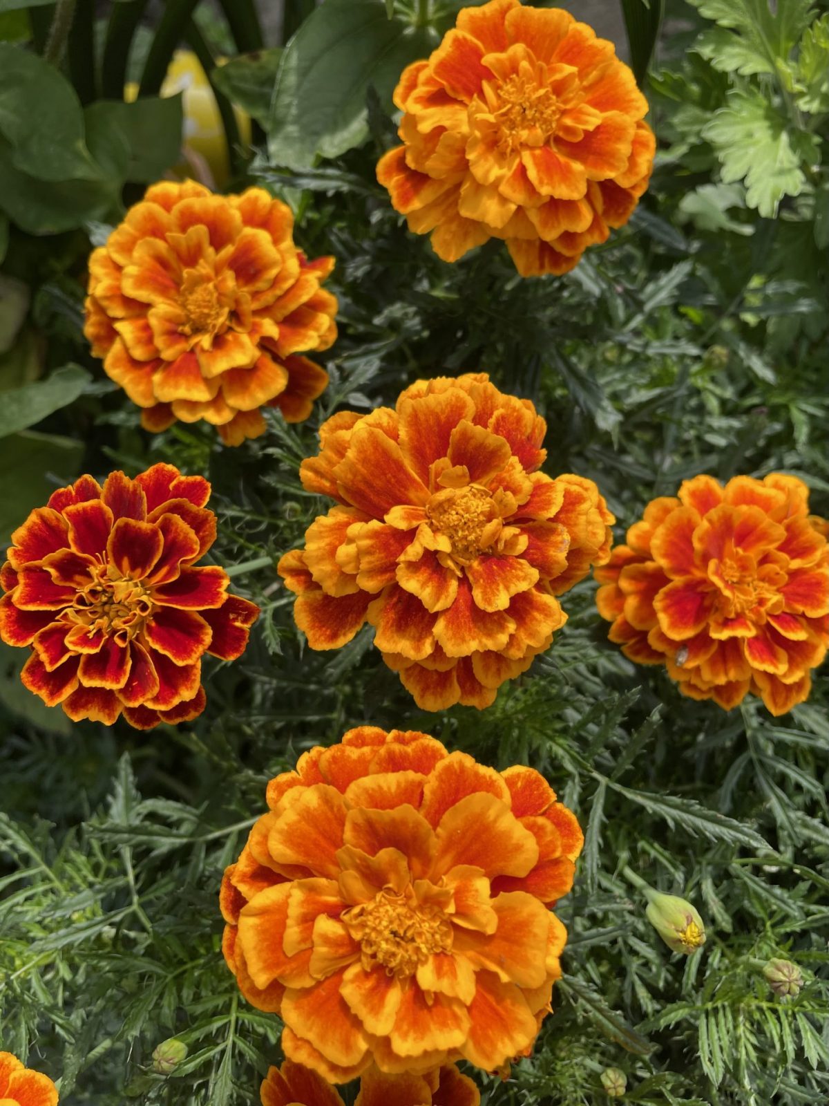 3B2A48C8-76F5-4A59-82F6-8E9E853722F9