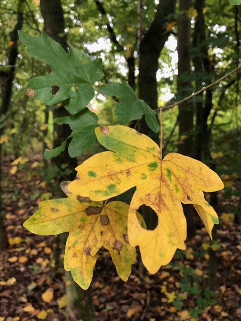 3B511688-992A-4CB8-AFFA-052B0BC93890