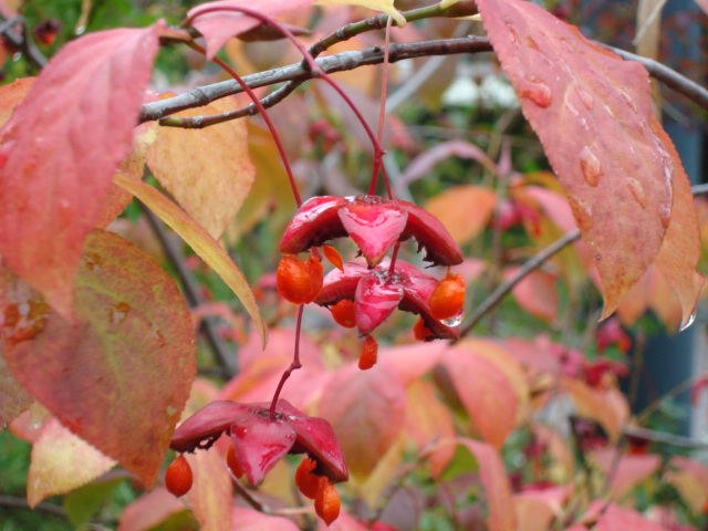 3BE15C06-7D70-458F-AA81-8BD678C654BF