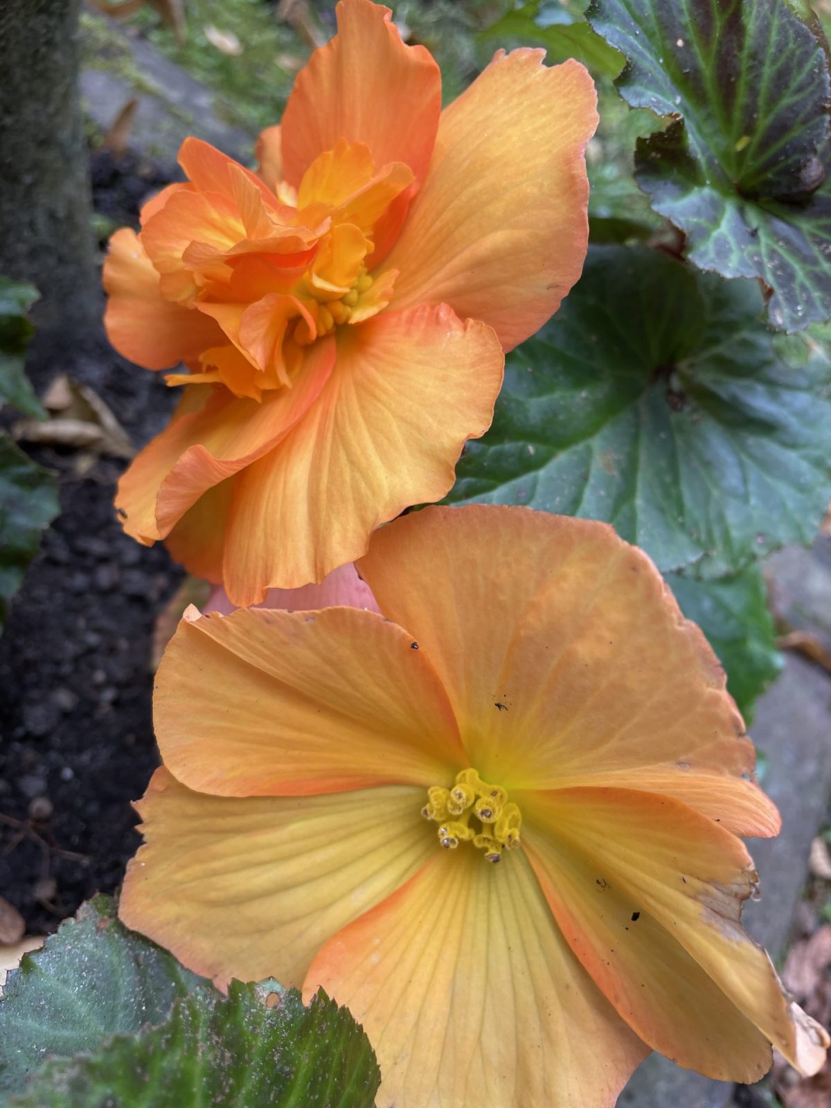 3D10E69A-6FAD-444B-A27C-C61C70AF0716