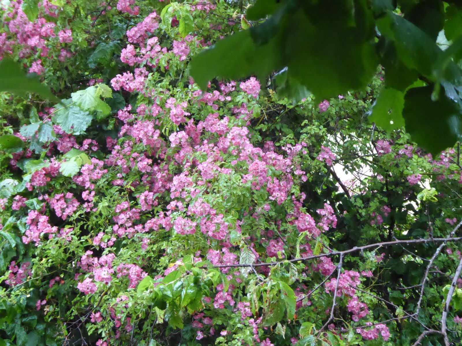 4.7.2021 Sonntag Th. Alex(48)