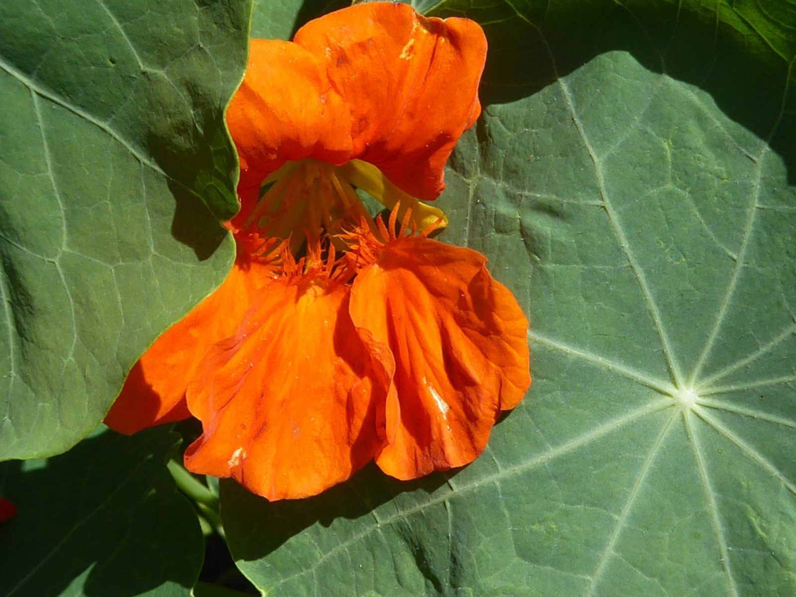 4.8.2022 E. Irina 9Uhr30 Schlossgarten (205)