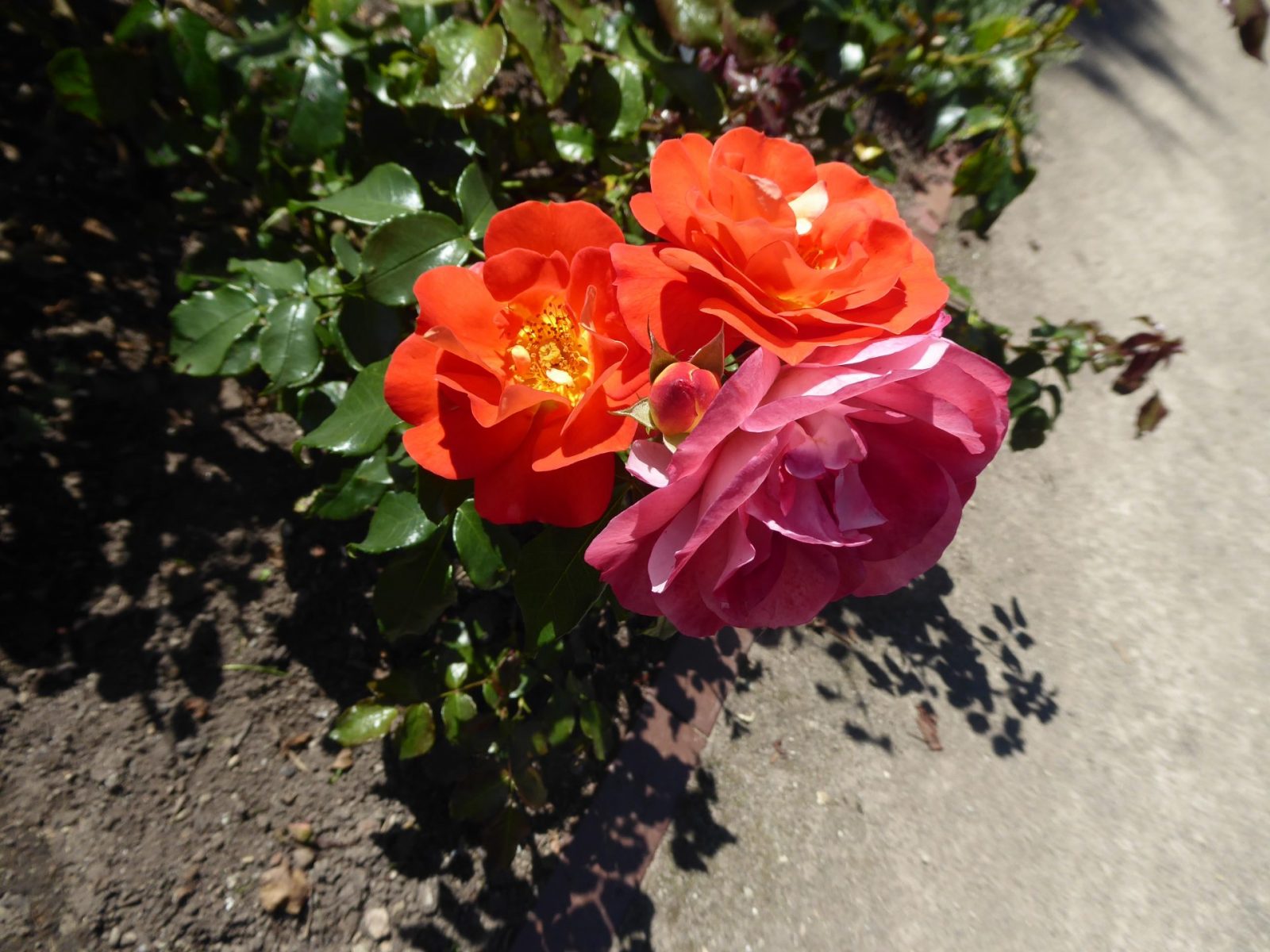 4.8.2022 E. Irina 9Uhr30 Schlossgarten (253)