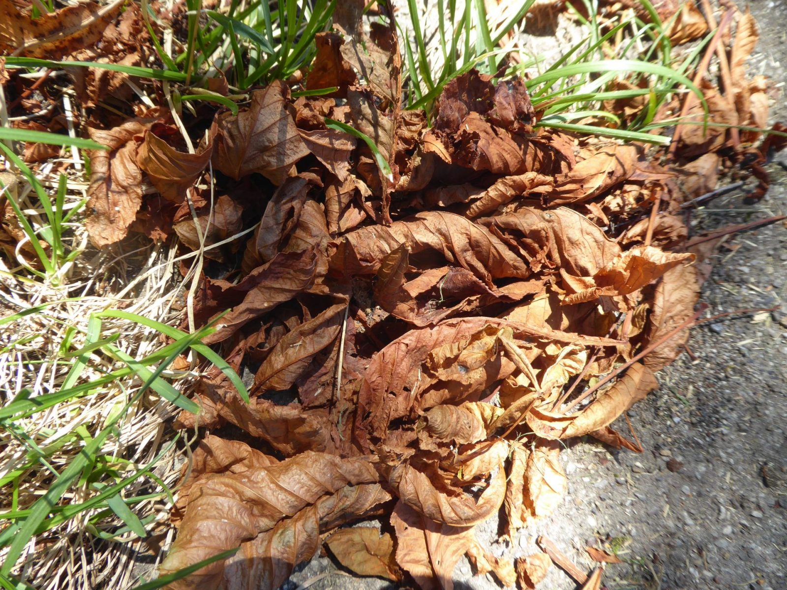 4.8.2022 E. Irina 9Uhr30 Schlossgarten (309)