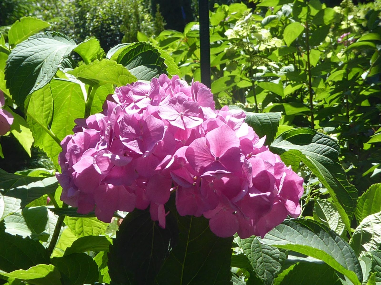 4.8.2022 E. Irina 9Uhr30 Schlossgarten (317)