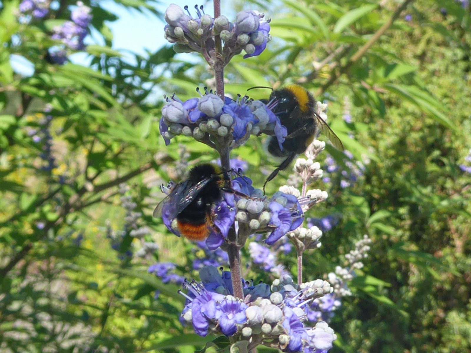 4.8.2022 E. Irina 9Uhr30 Schlossgarten (53)