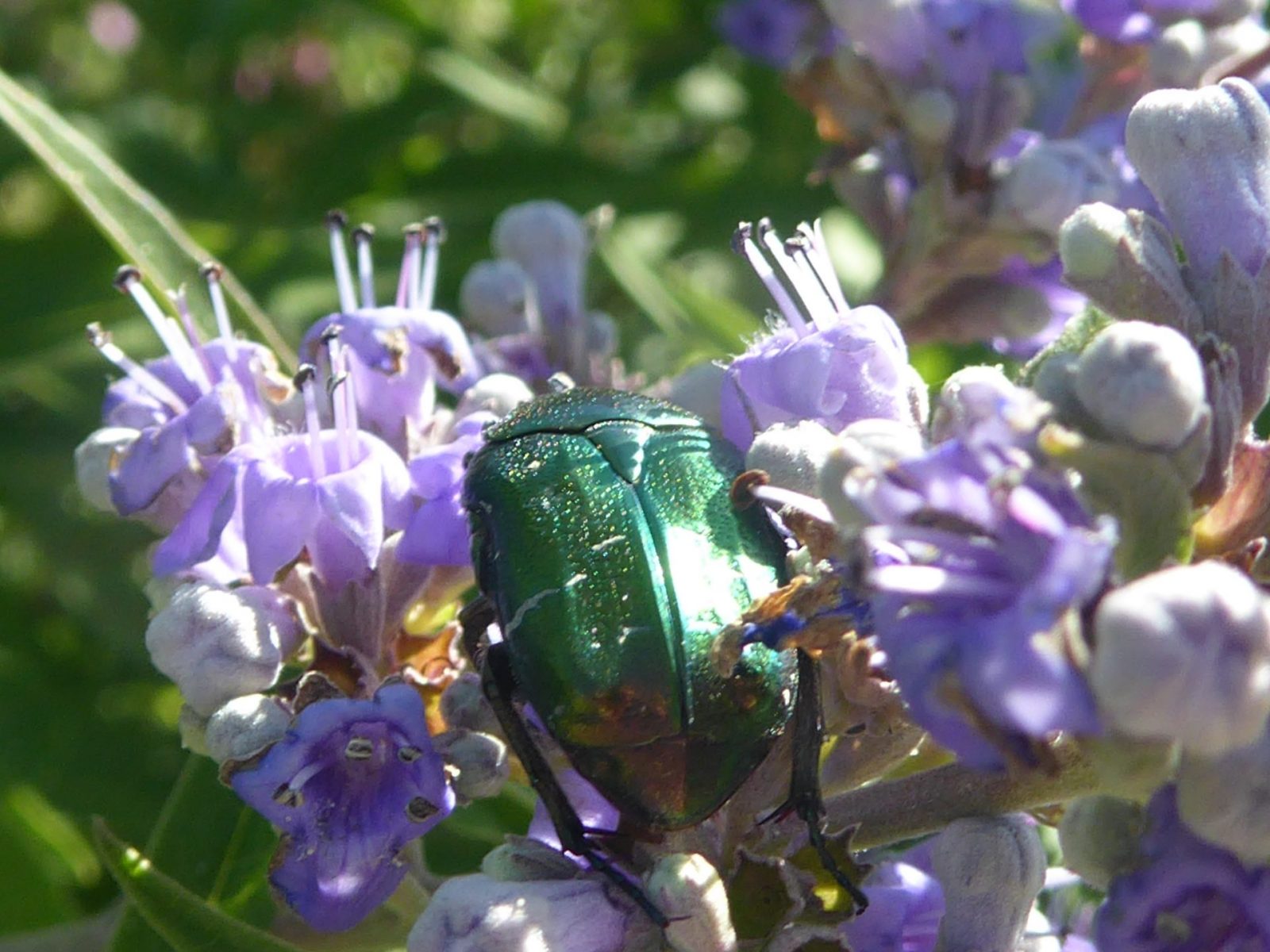 4.8.2022 E. Irina 9Uhr30 Schlossgarten (69)