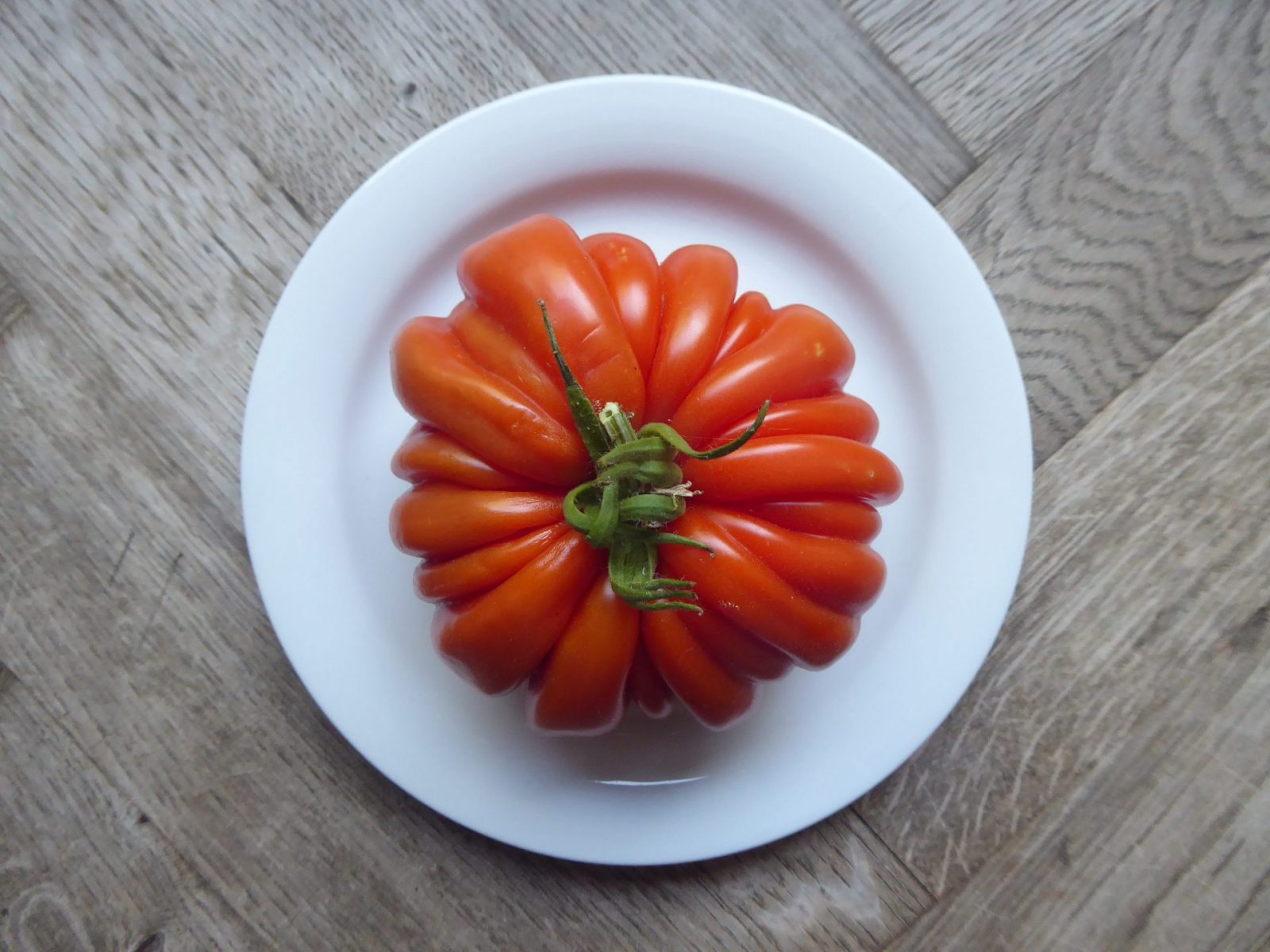 4.8.2022 Riesentomate von Sigi (16)