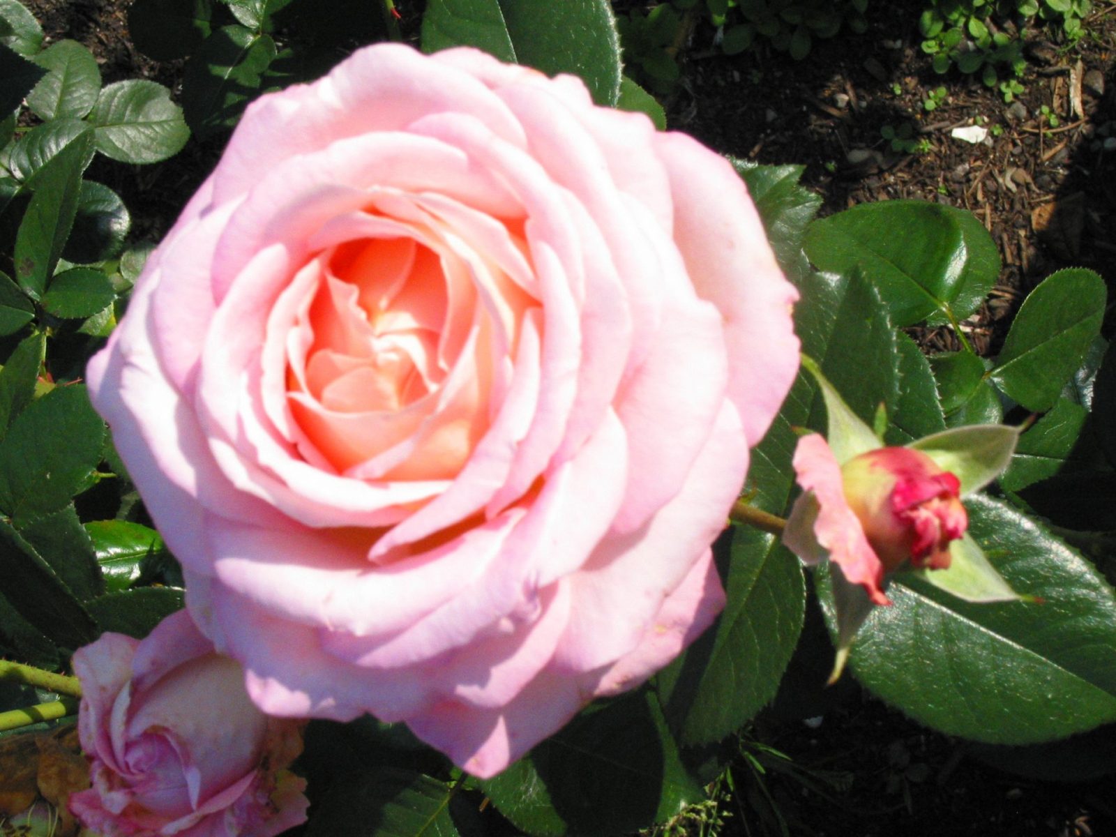 4.9.05 rosengarten bad wörishofen