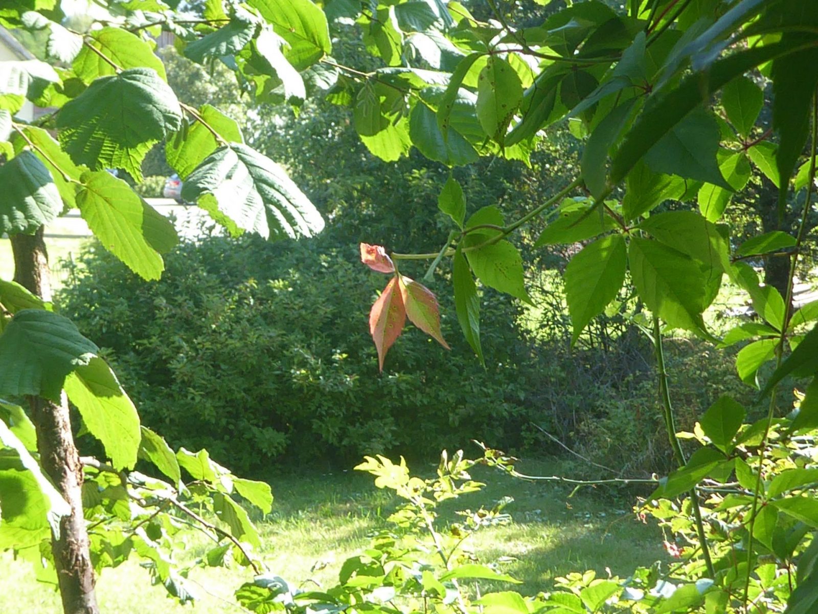 4.9.2022 Sonntag (3)