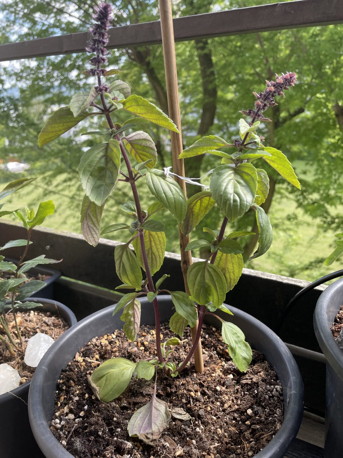 406D3BAF-1A8D-4F03-BBB5-A167DE6D8549