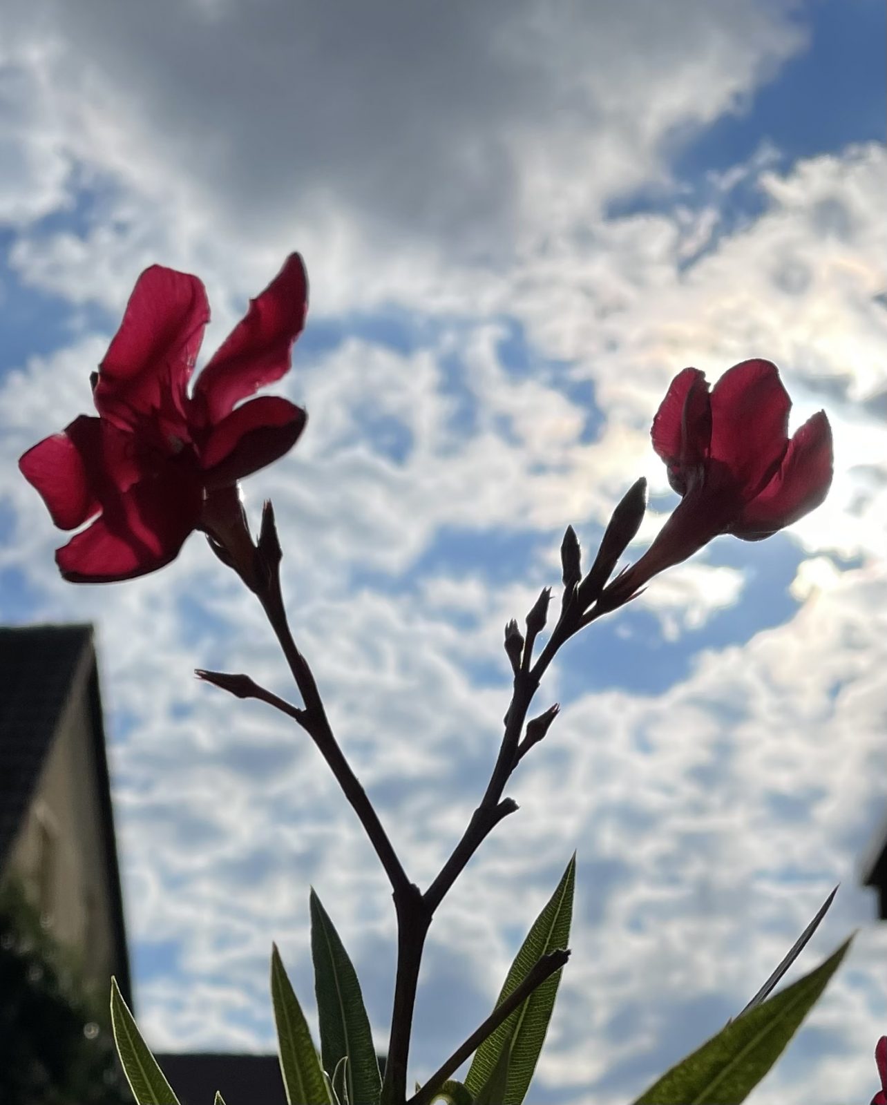 40EE081B-409F-4DF9-B867-36D3669AADE4