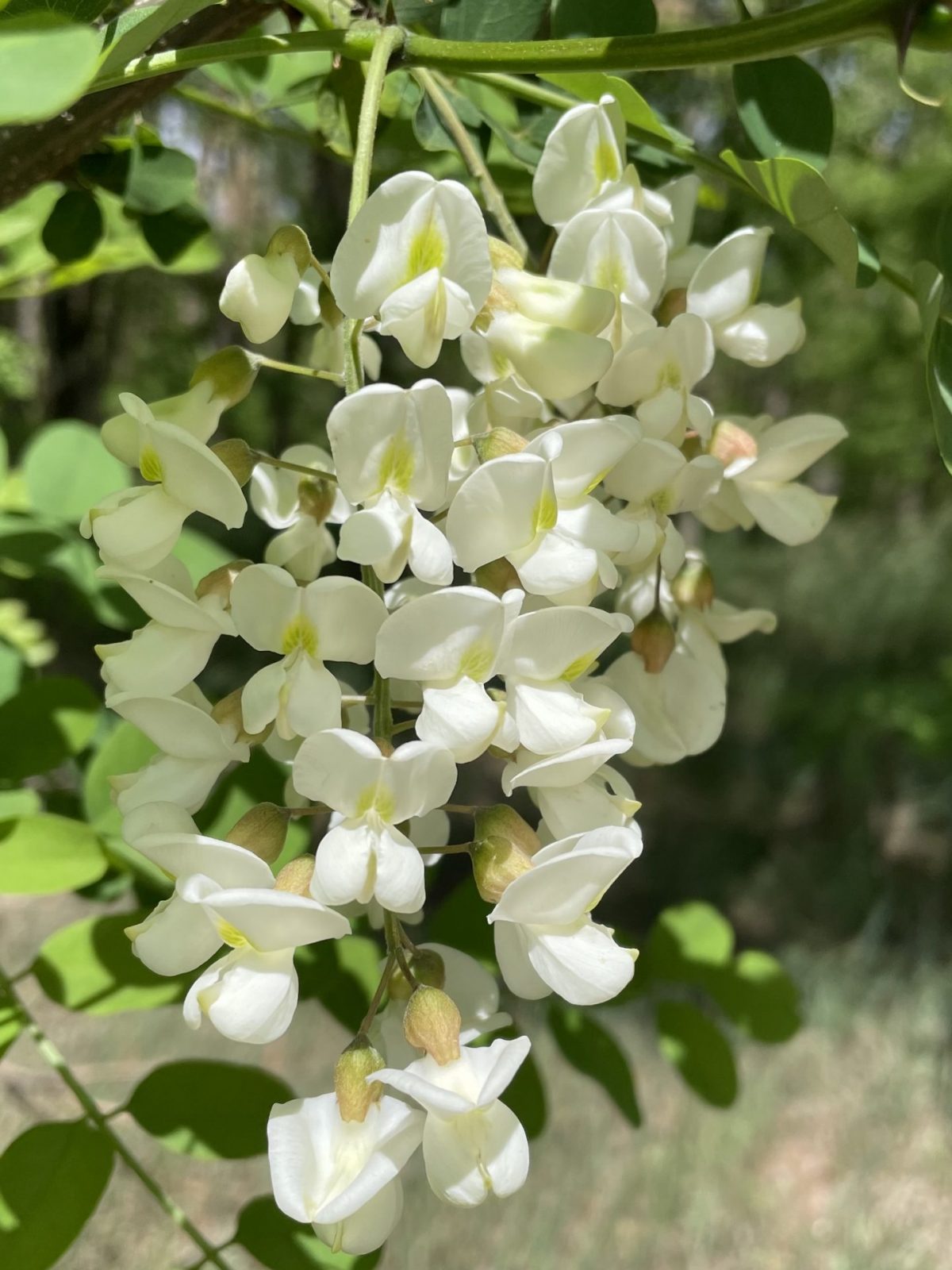 41BF6A17-40A7-442F-9DA7-8E59482EB262