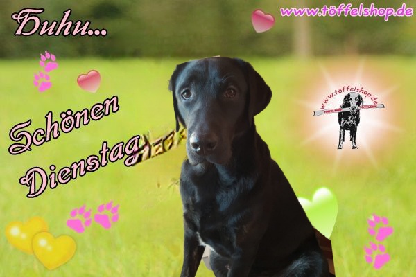 41acd7d09c3f7ff43fa37310e104225f