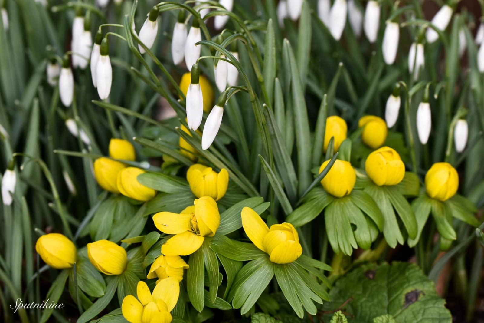 424932026_1256888901896733_8145342007456729484_n