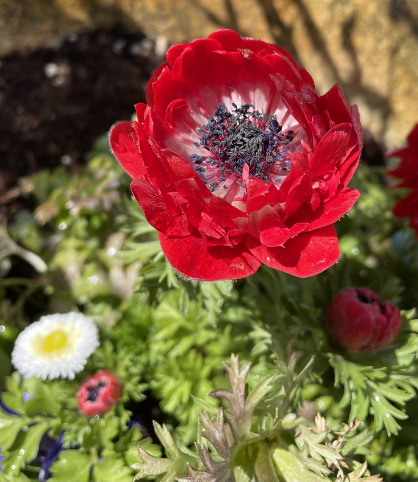 42635D0C-01AC-4A83-A276-3A0382EF5A0C