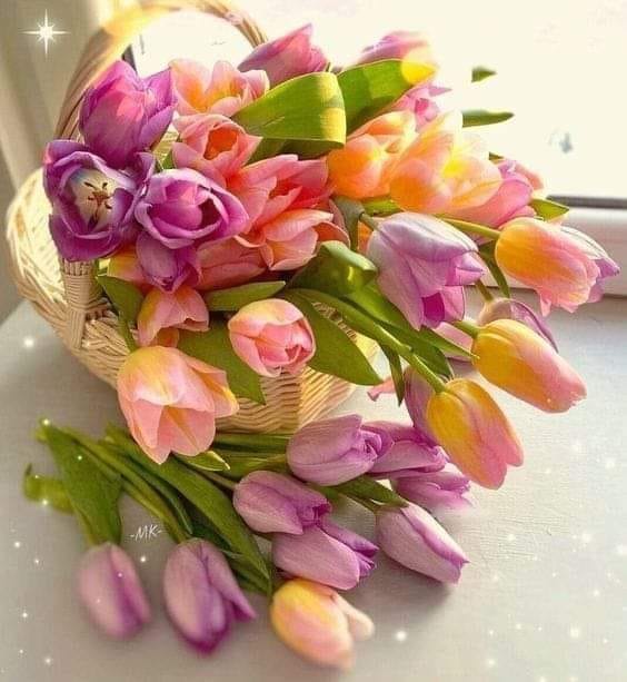 426699200_3681524348781243_2084350321617336194_n