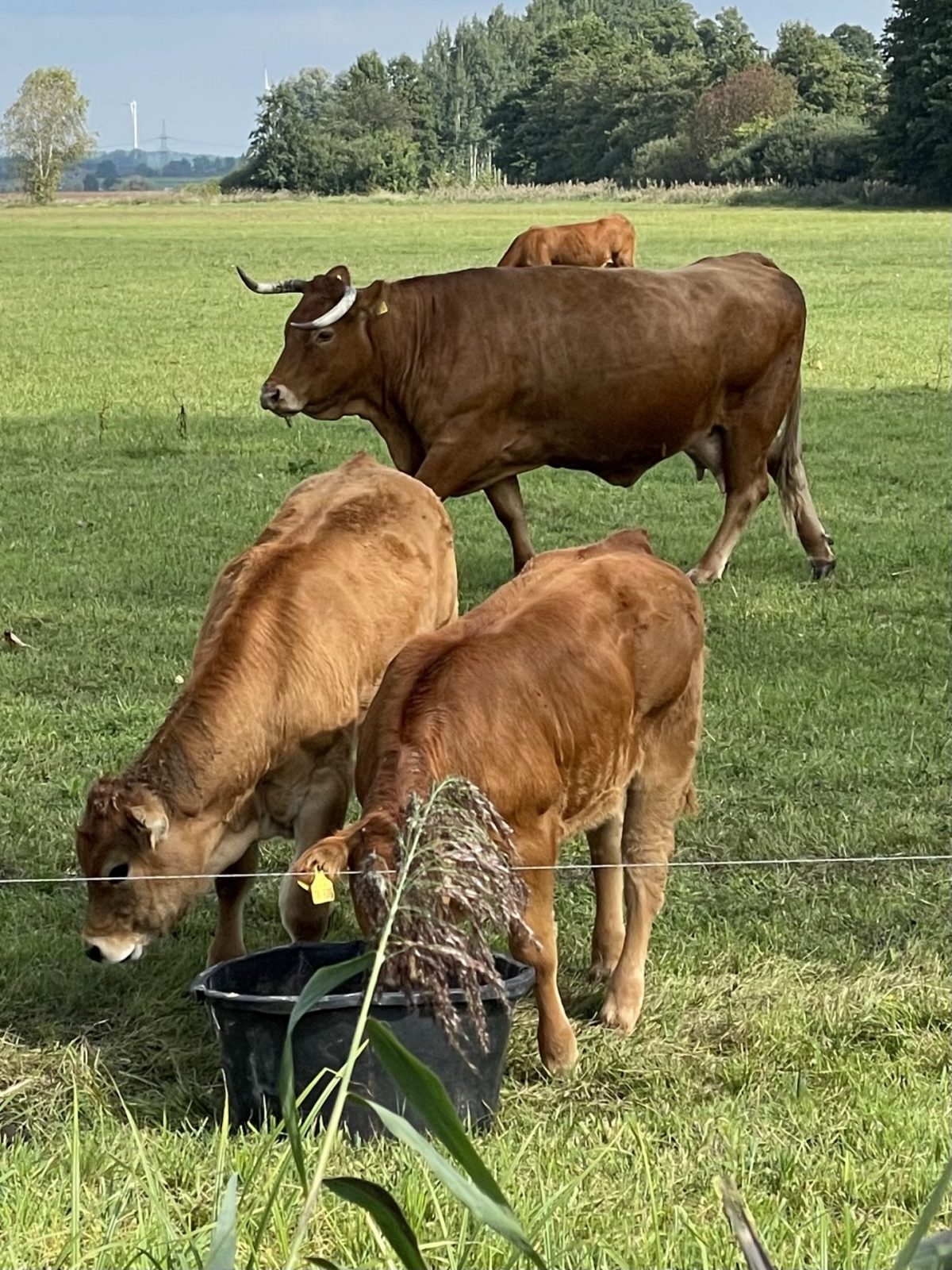 4383474D-6892-4E2F-BA8C-BE6B5A031E2F