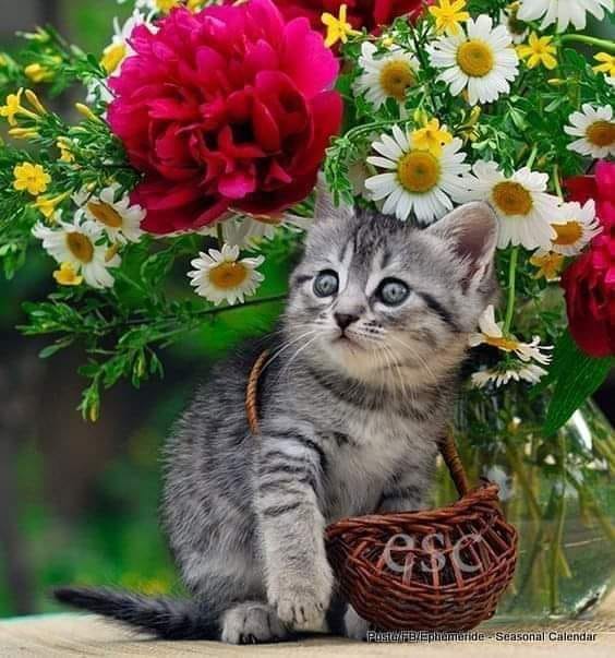 440959947_1234789744352167_3425772658963897264_n