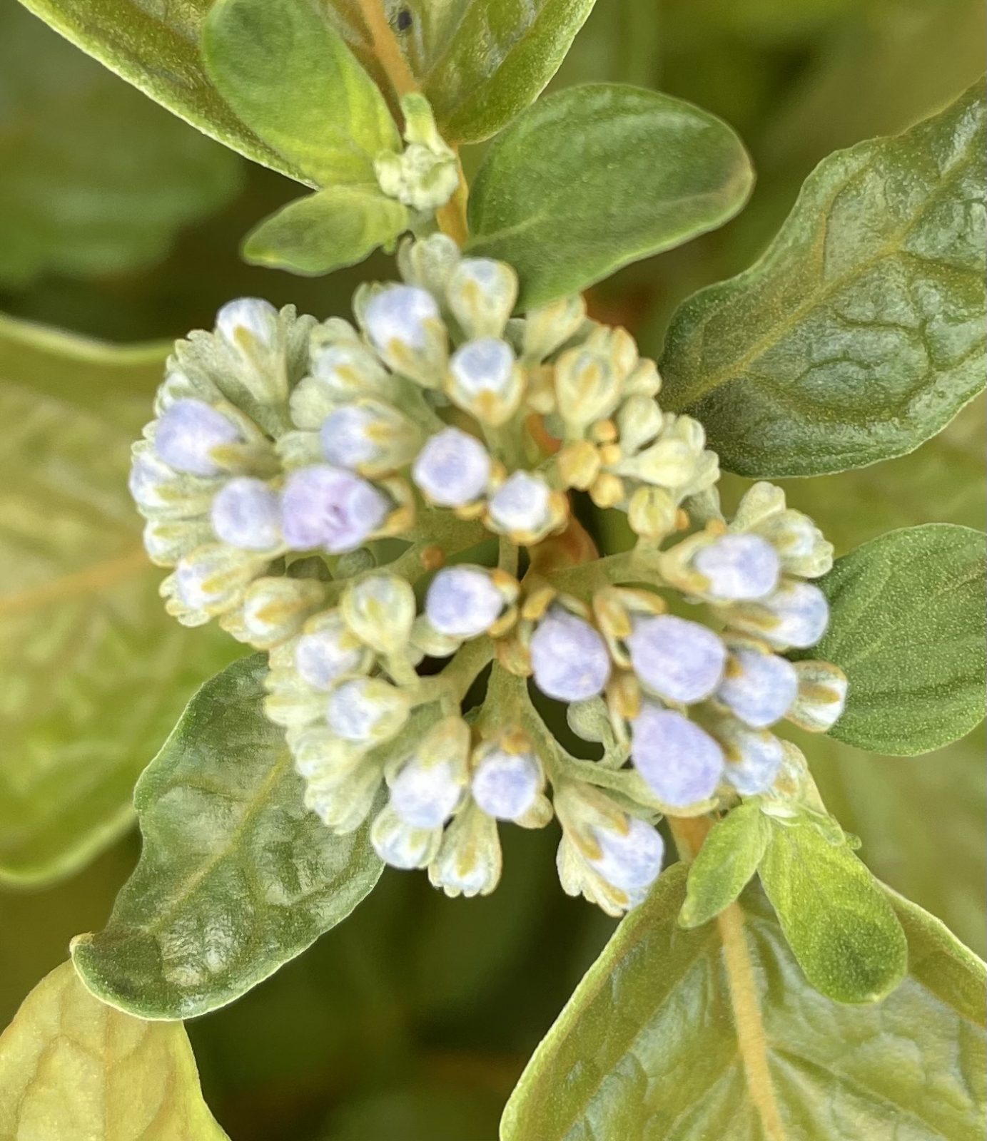 444B7B18-B7BC-4AC8-A2B1-CA9B0EE5AD4B