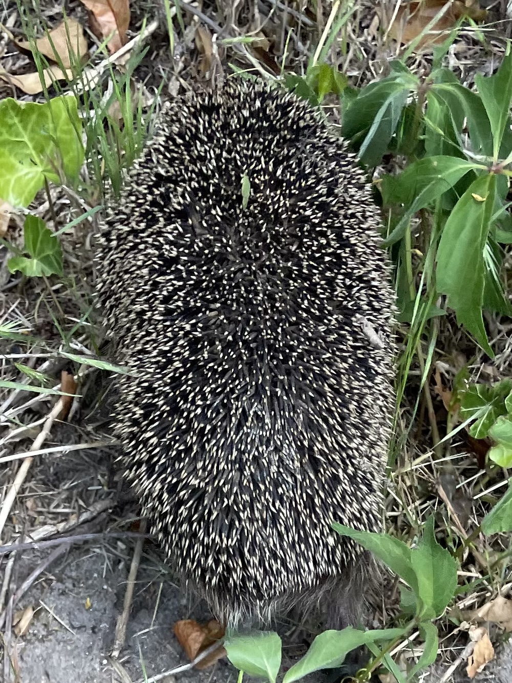 44548AEE-CCAF-4C01-B6B0-12AF8B25D6DC