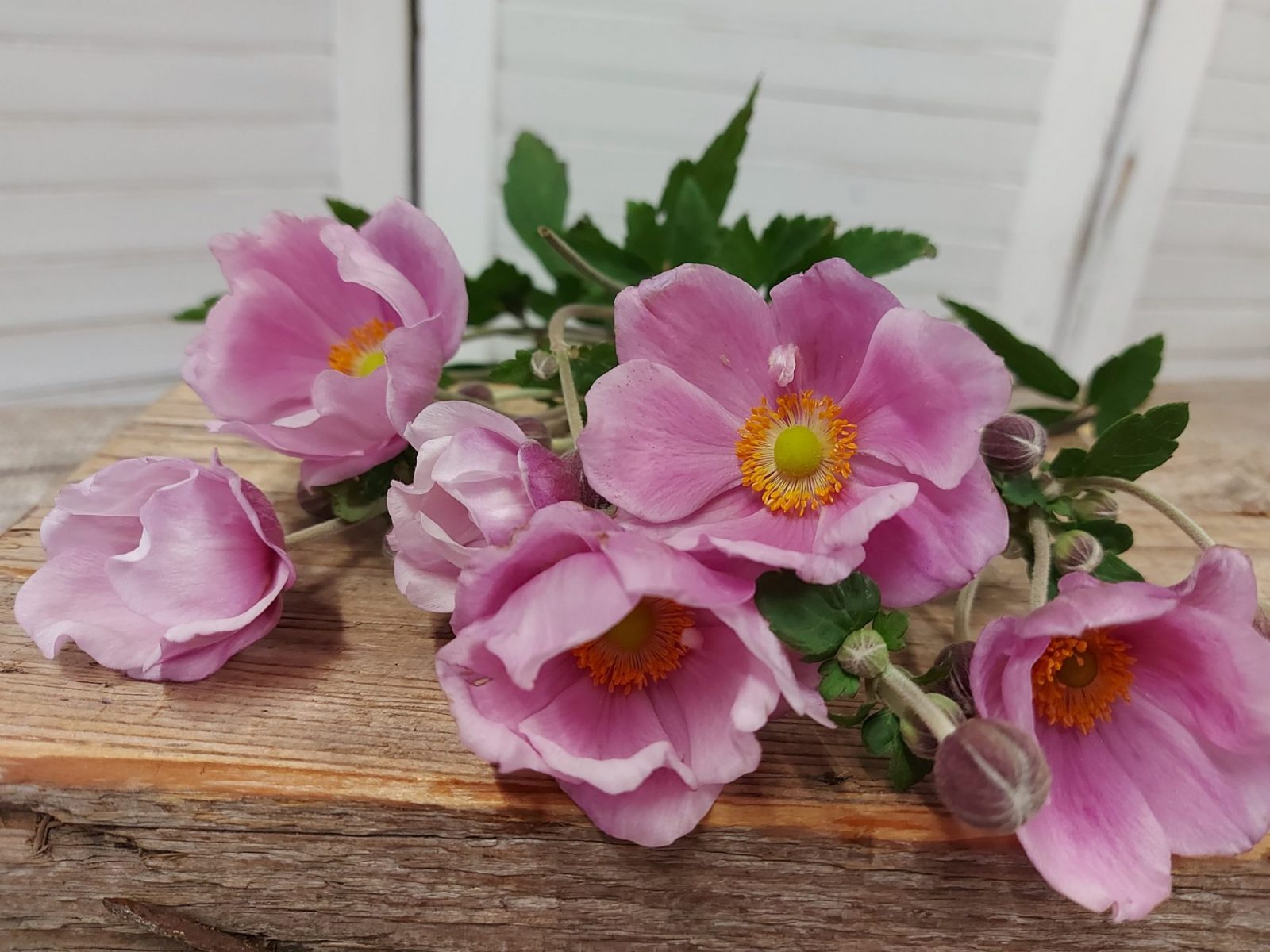 456433813_844910264408425_915035352896565735_n