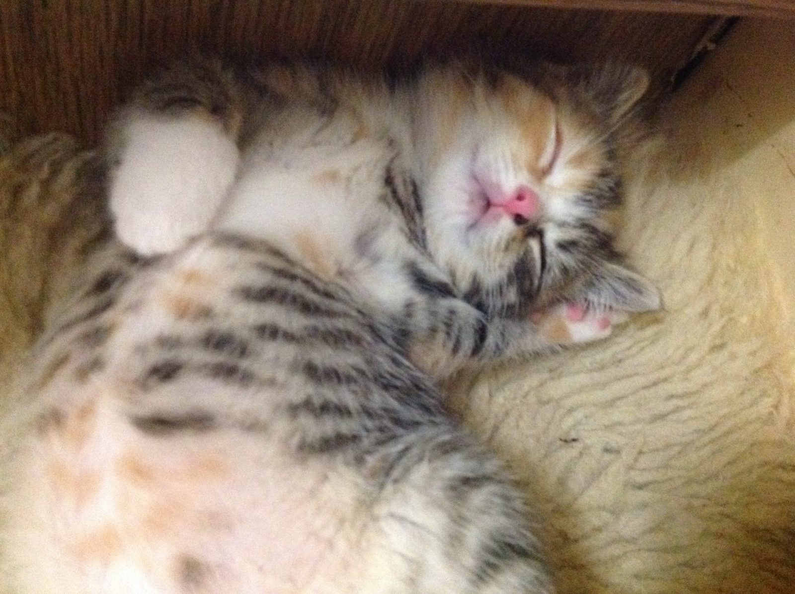 45C7B70A-4C2D-4CA1-8555-5A09DC4EEE50