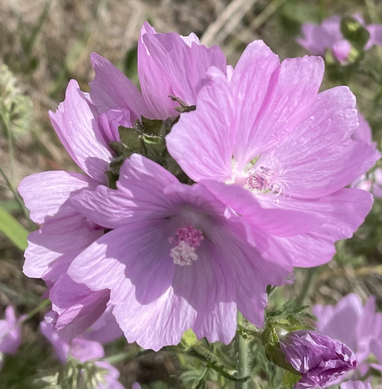 45E45931-5FD9-4C49-B1ED-598703D45AC9