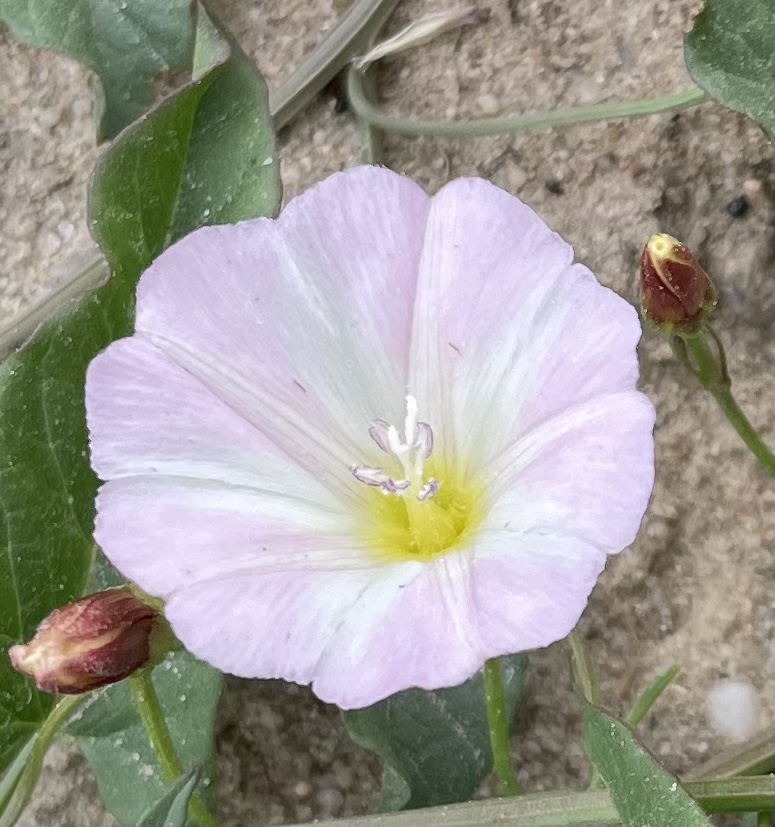 45F28770-46B5-4EE8-B37B-C833CA0E183C