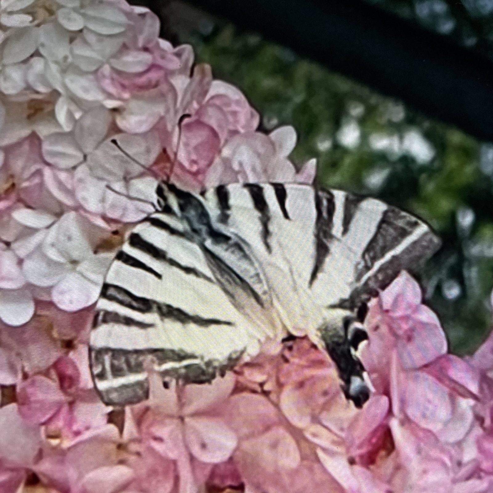 45F4E2B5-9846-49E4-807C-A436998E2133