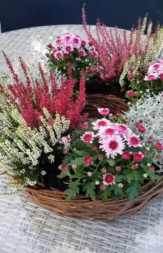 462138764_1903821623374495_8241611473448704855_n