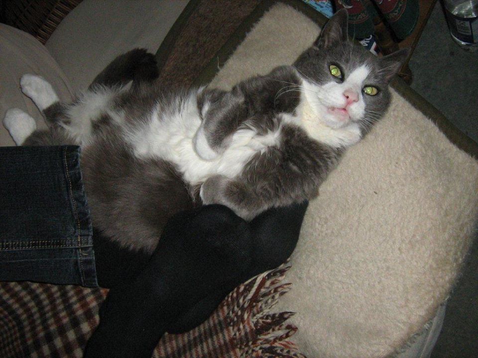 462955_187898161322073_802059152_o