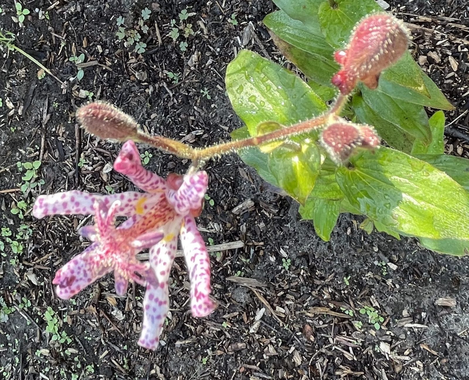 479669F1-C95C-40D3-BC98-BDA1D38FB24E