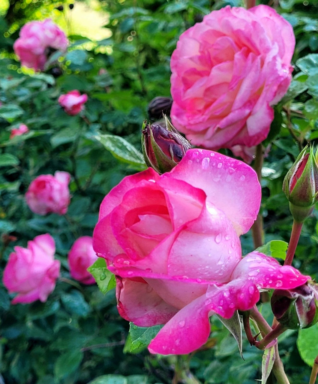 499465653_712118917955680_1480856865259835084_n